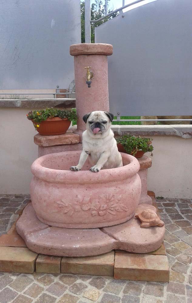 fontana azalea col. rosa antico, cod. 03FAZRA, località: Montà (Cuneo), in compagnia di Asia!